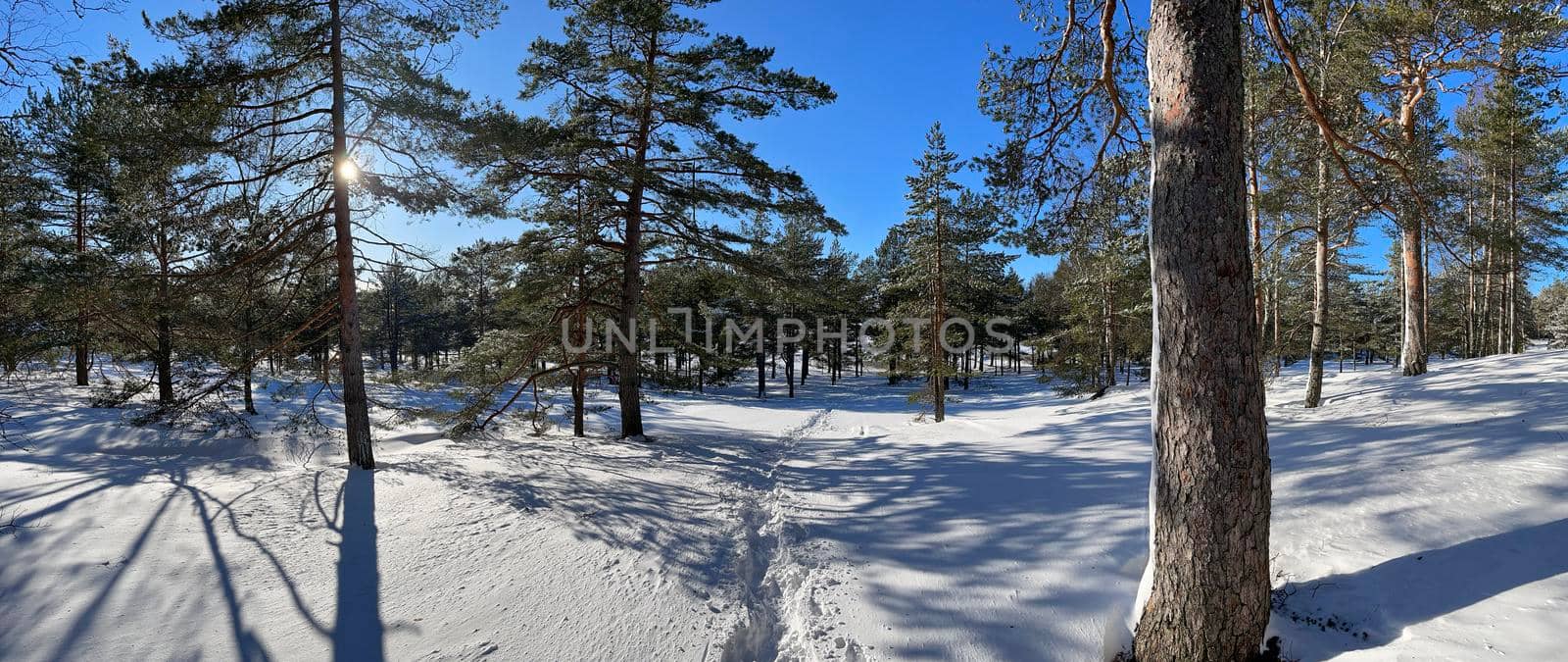 Panoramic view of winter wild park, long shadow of trunks of pine trees at frosty sunny weather, Green branches of trees. High quality photo