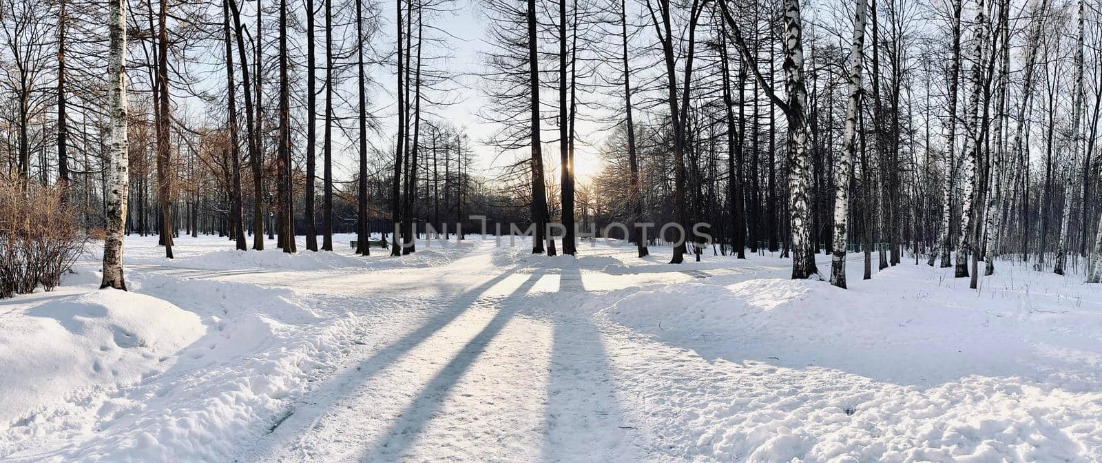 Panoramic image of winter park, shadow of black trunks of trees. High quality photo