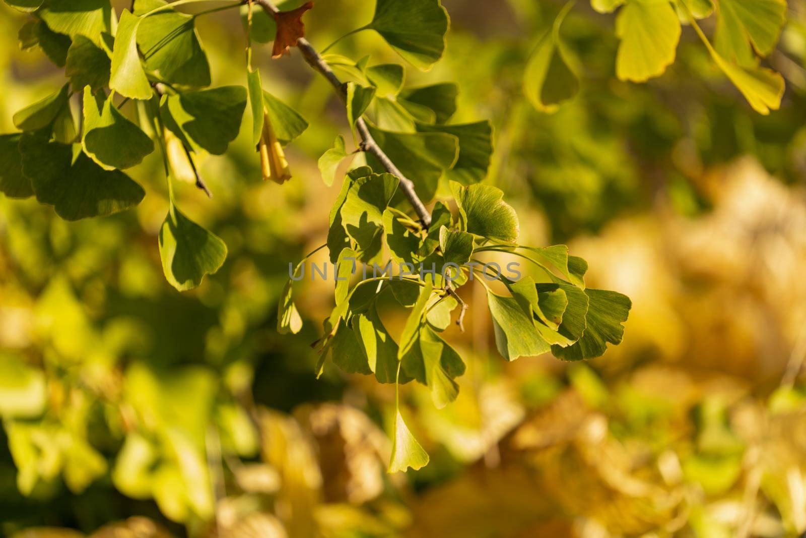 Ginko leaves and branches on a blurry natural background