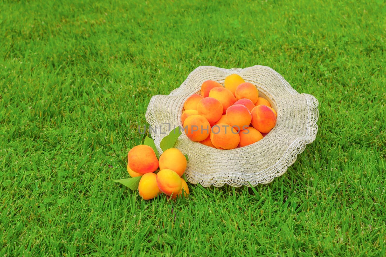 Clean eating healthy fruit summer food detox juice. Big apricots in hat. Local produce harvest fruit concept. Bunch of ripe organic apricots. Freshly harvested apricots fruit on green grass background by synel