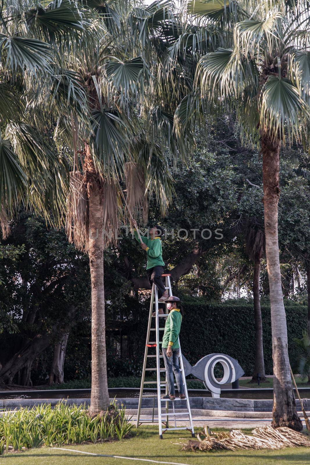 Bangkok, Thailand - Jan 14, 2021 : The gardener climbs Climb the ladder cut the branches at the top. Selective focus.