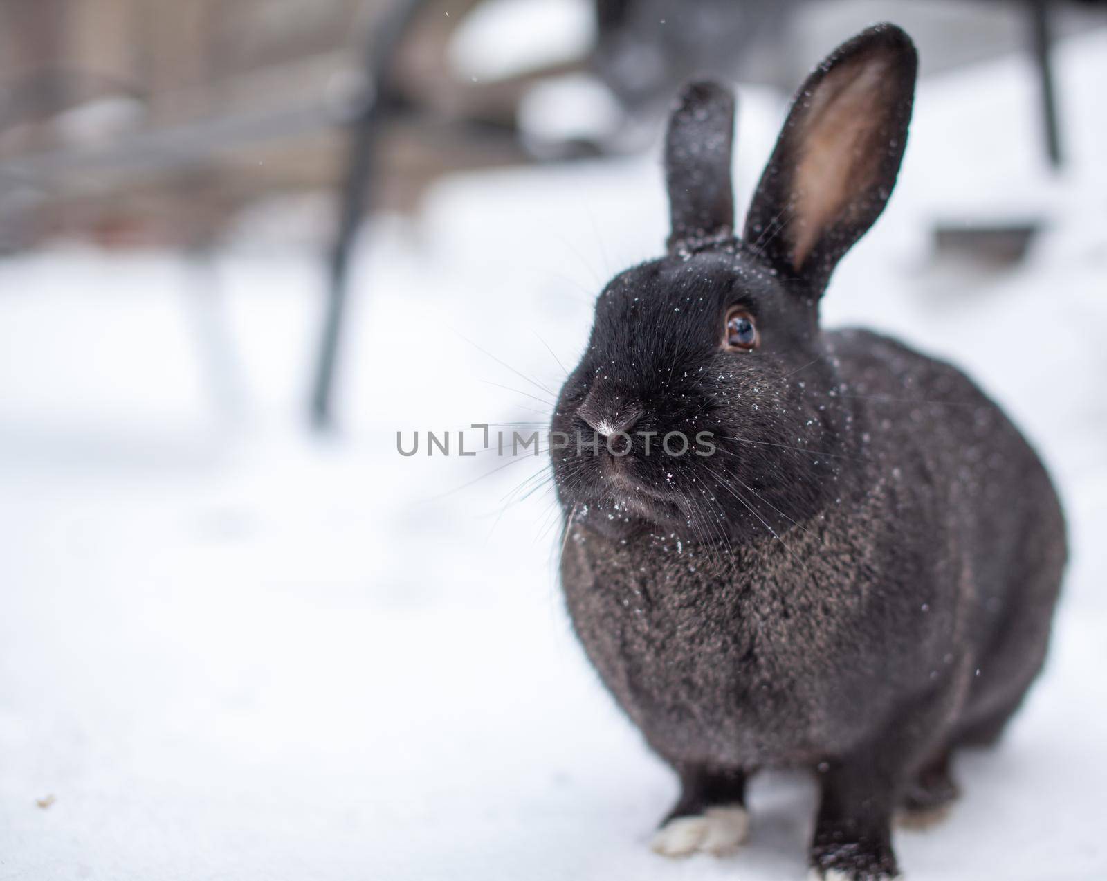 Beautiful, fluffy black rabbit in winter in the park. The rabbit sits waiting for food.