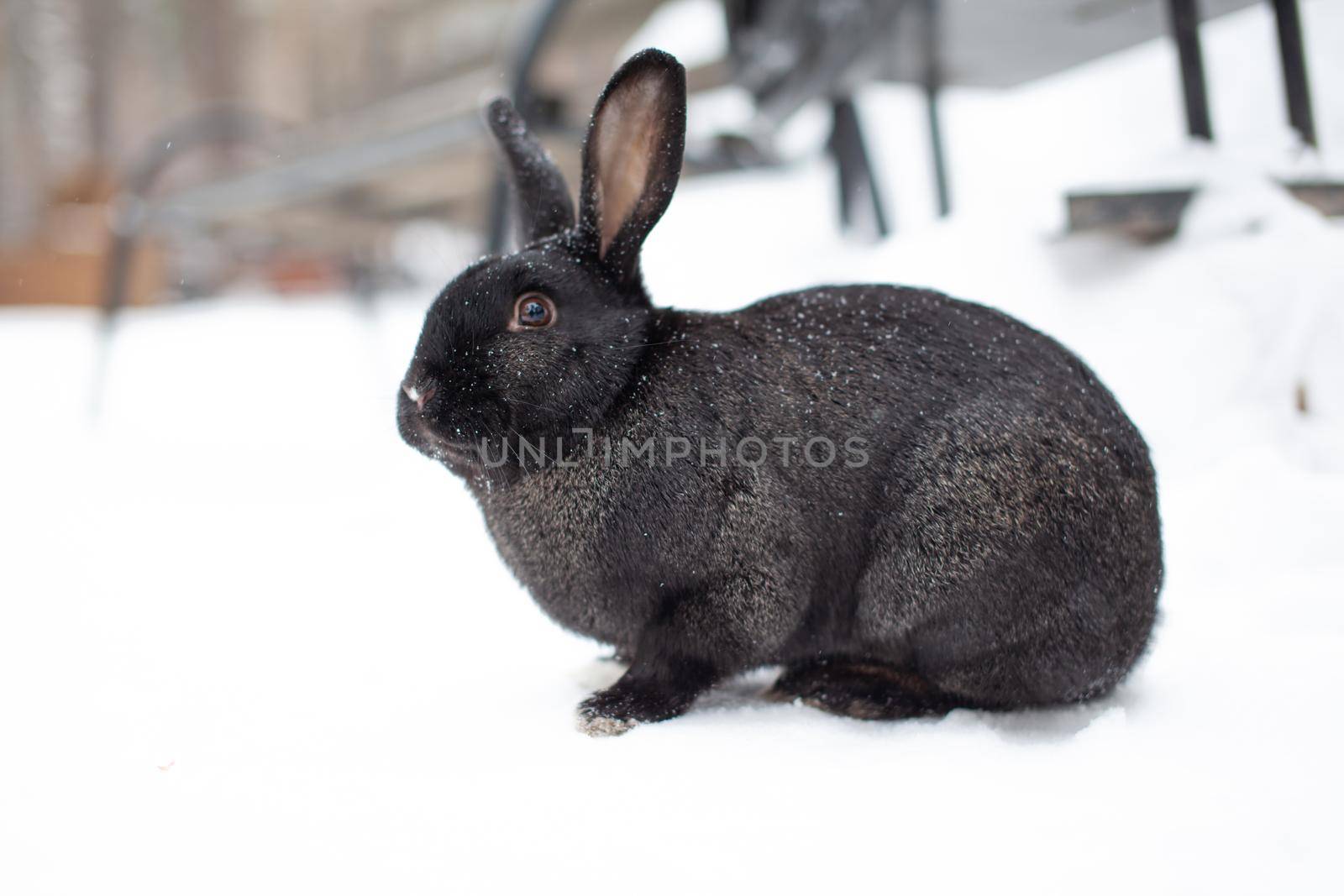 Beautiful, fluffy black rabbit in winter in the park. The rabbit sits waiting for food.