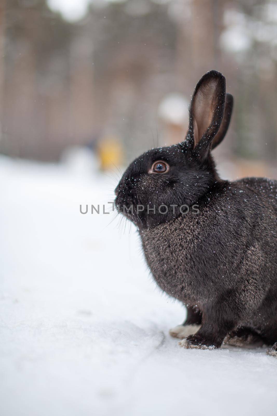 Beautiful, fluffy black rabbit in winter in the park by AnatoliiFoto