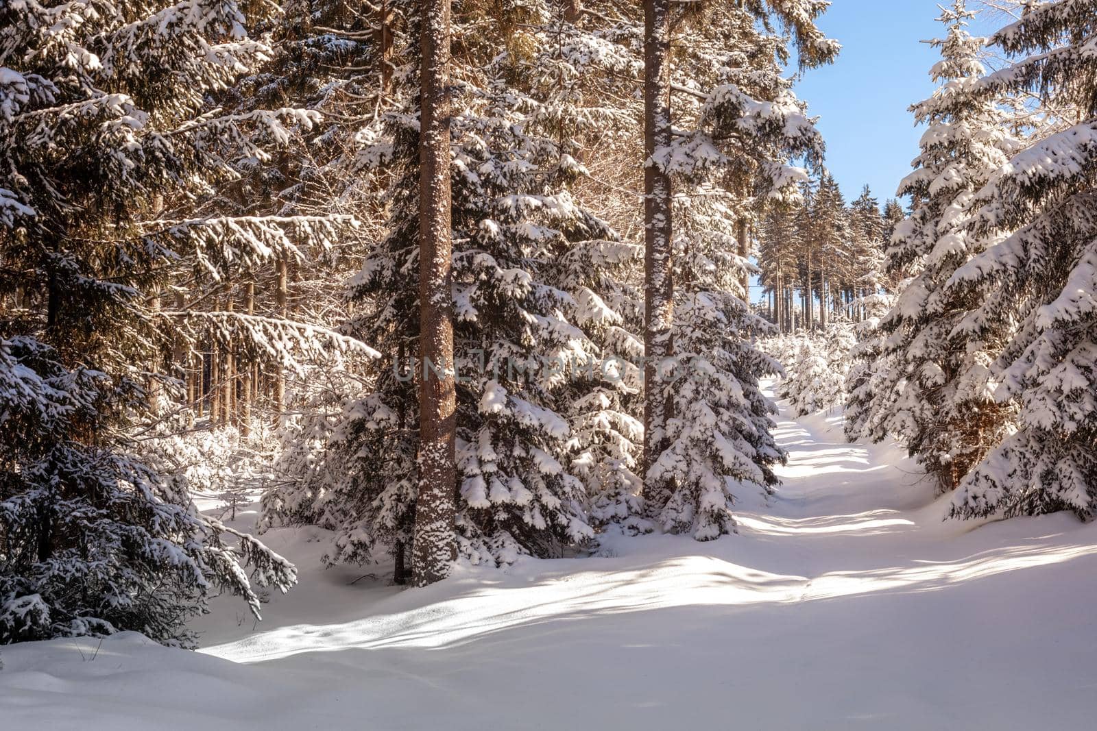 snow in the forest in a sunny day.
