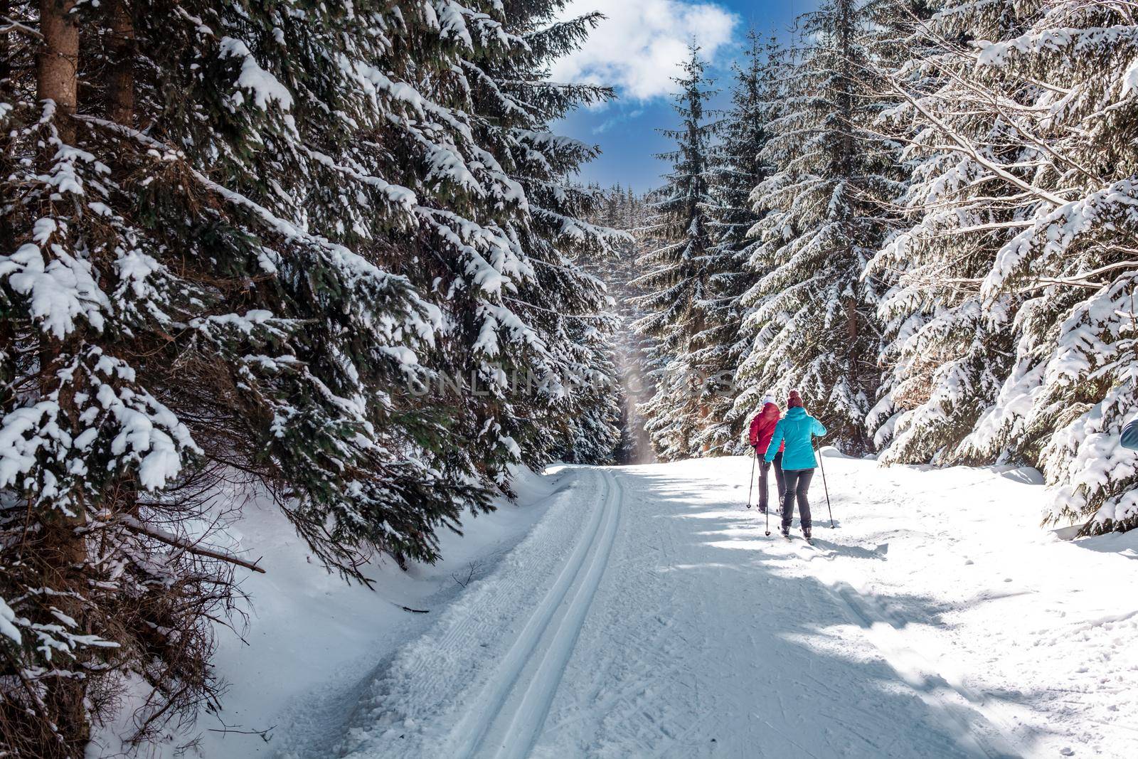 cross-country skiing in the woods in the snow in winter.