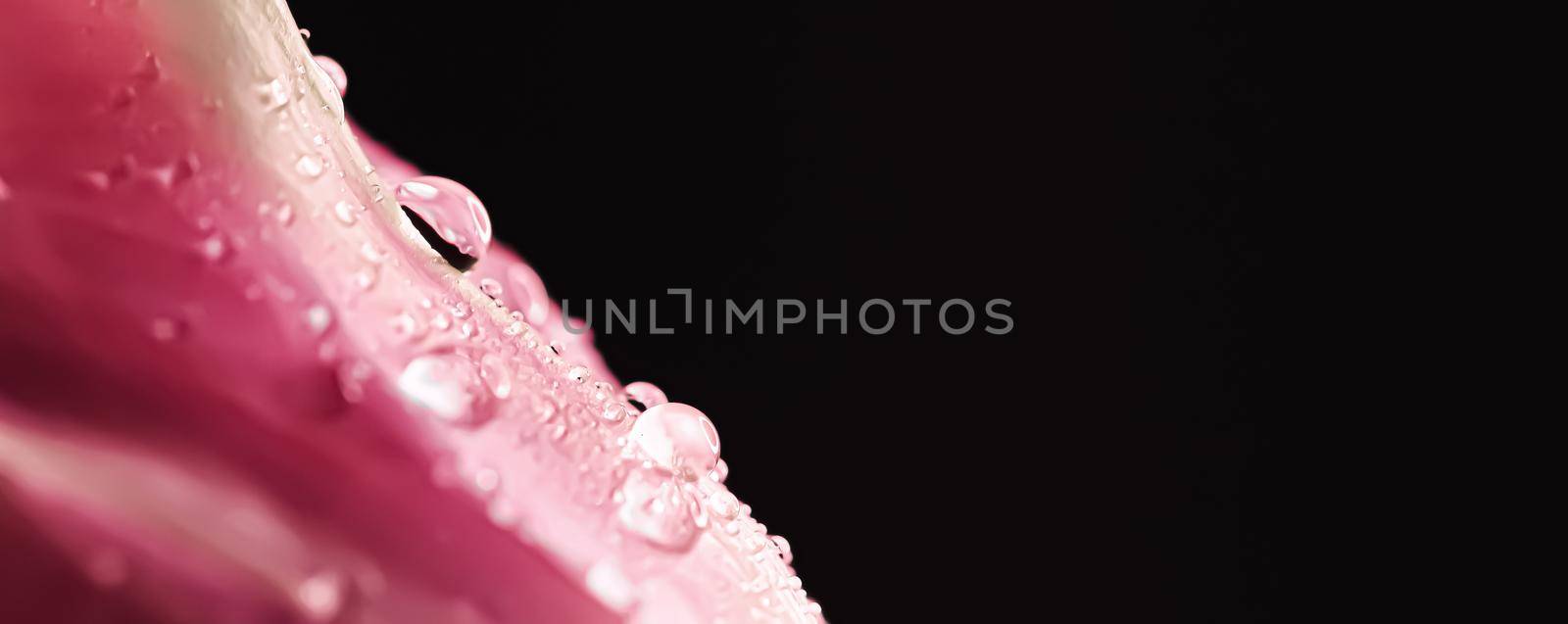 Beautiful pink flower with dew drops, floral beauty by Anneleven