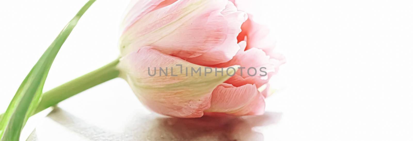 Beautiful pink tulip flower in bright morning sunlight, floral beauty by Anneleven