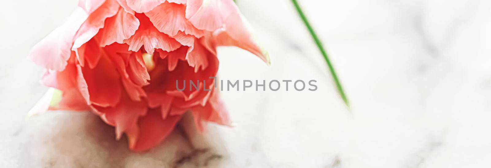 Beautiful pink tulip flower in bright morning sunlight, floral beauty closeup