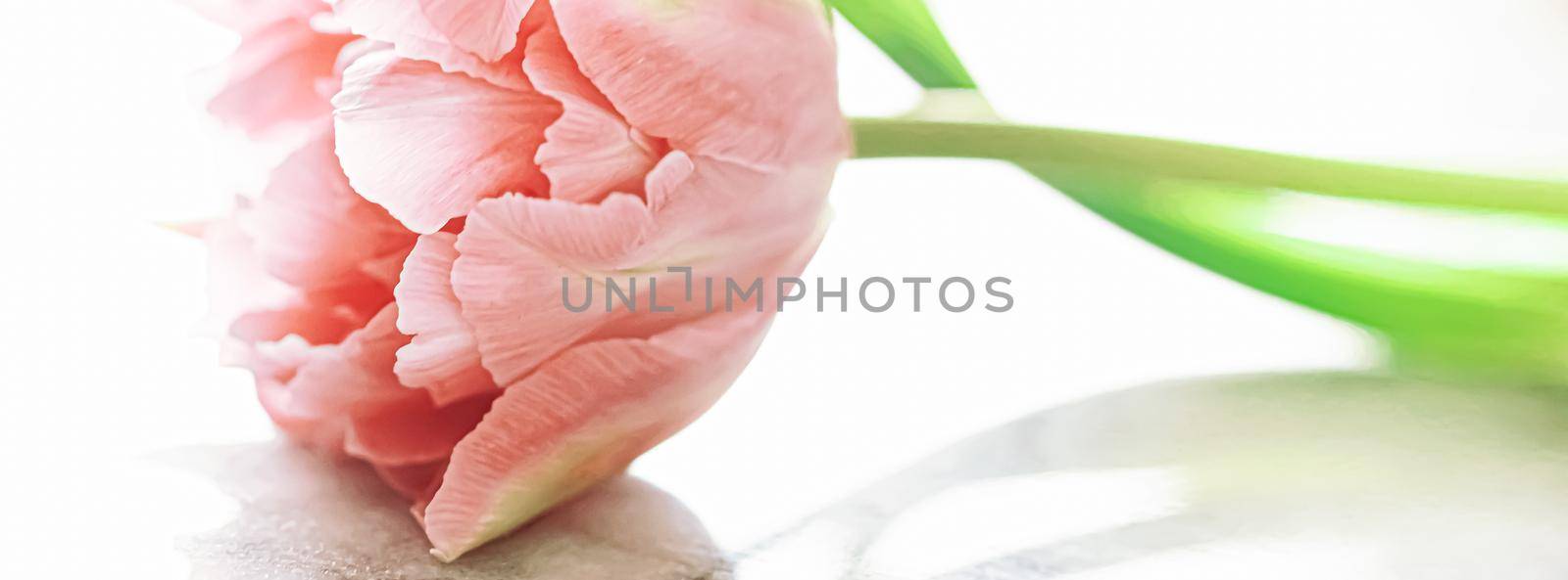Beautiful pink tulip flower in bright morning sunlight, floral beauty closeup