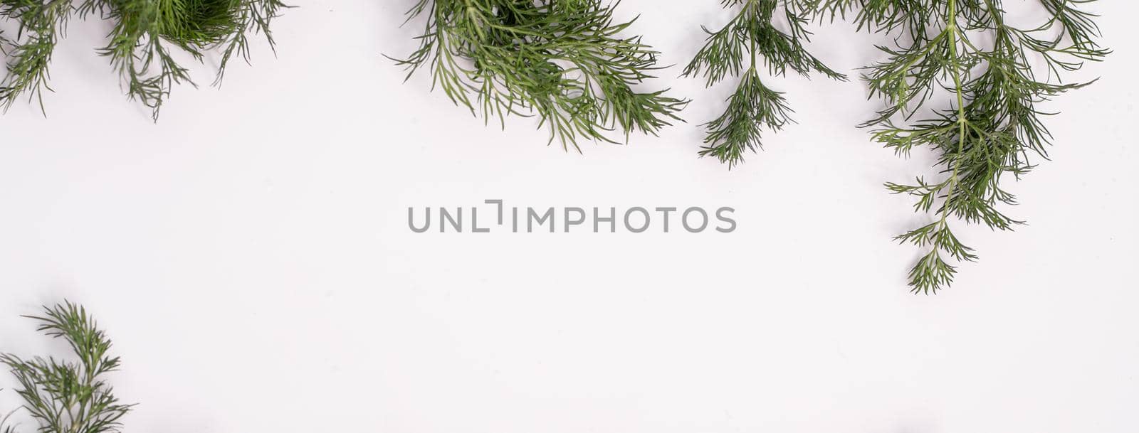 Banner of fresh green dill. on a white background. copy space. 