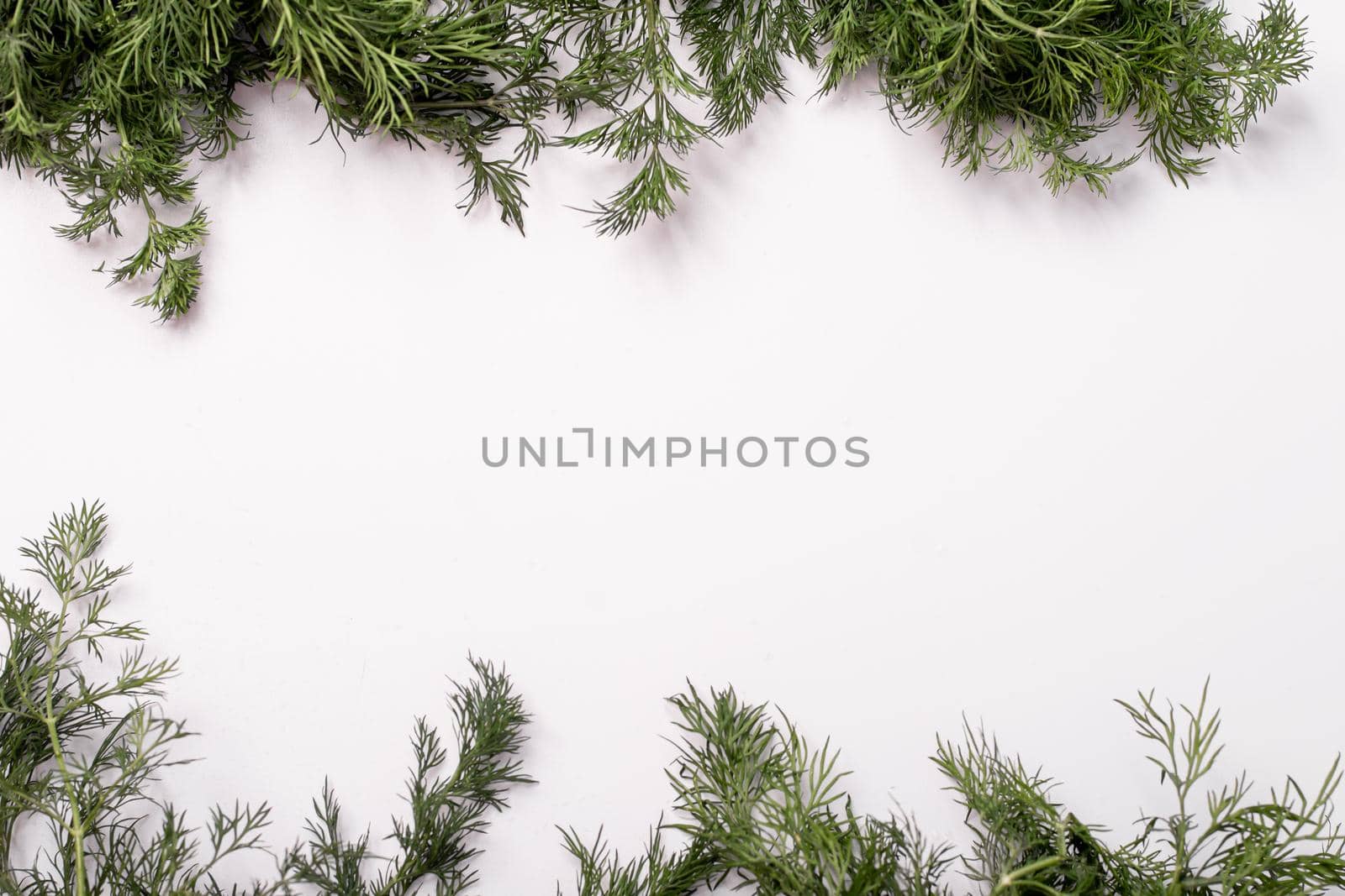 Frame of fresh green dill on a white background. Copy space for text.