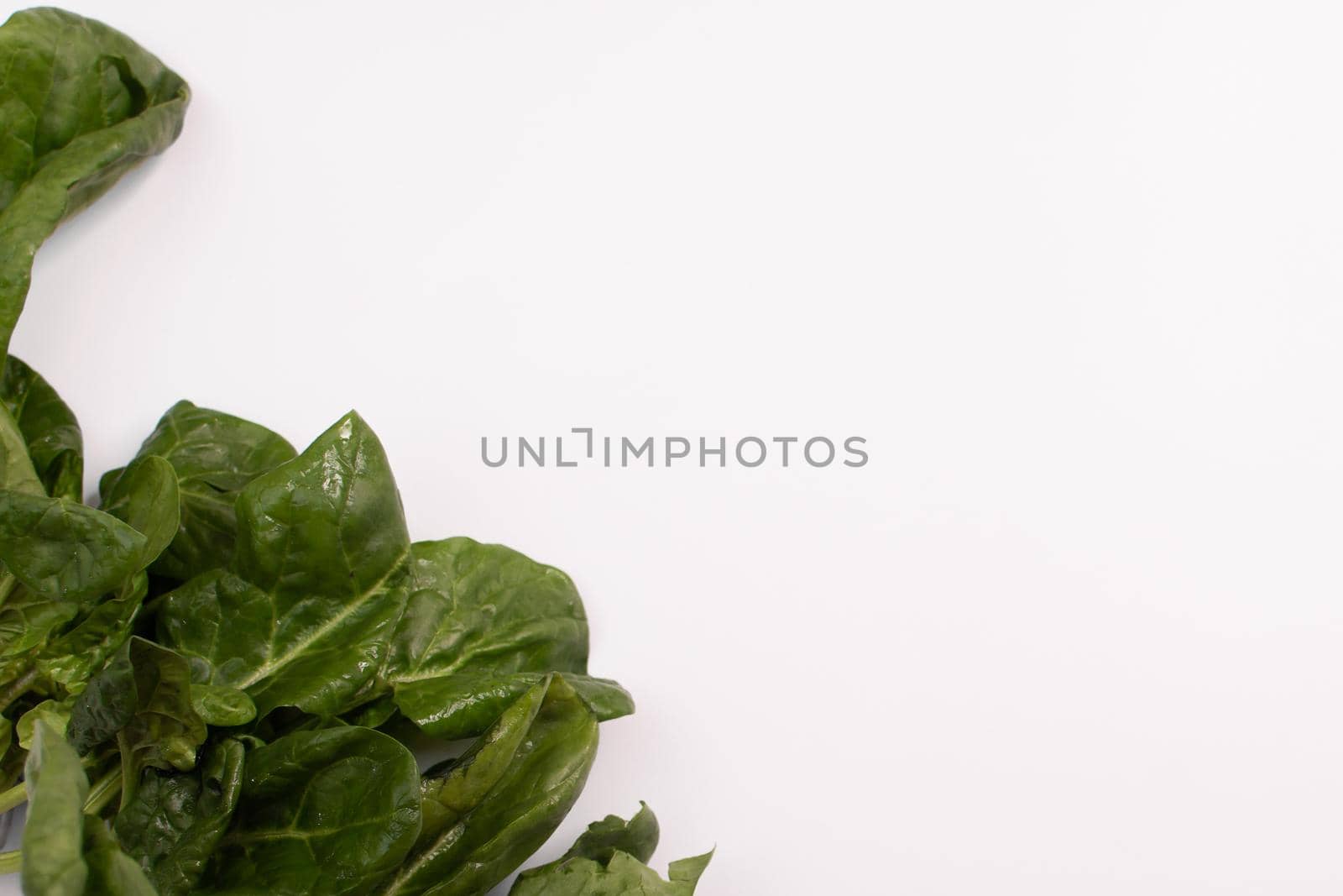 Fresh spinach leaves on a white background. place for text