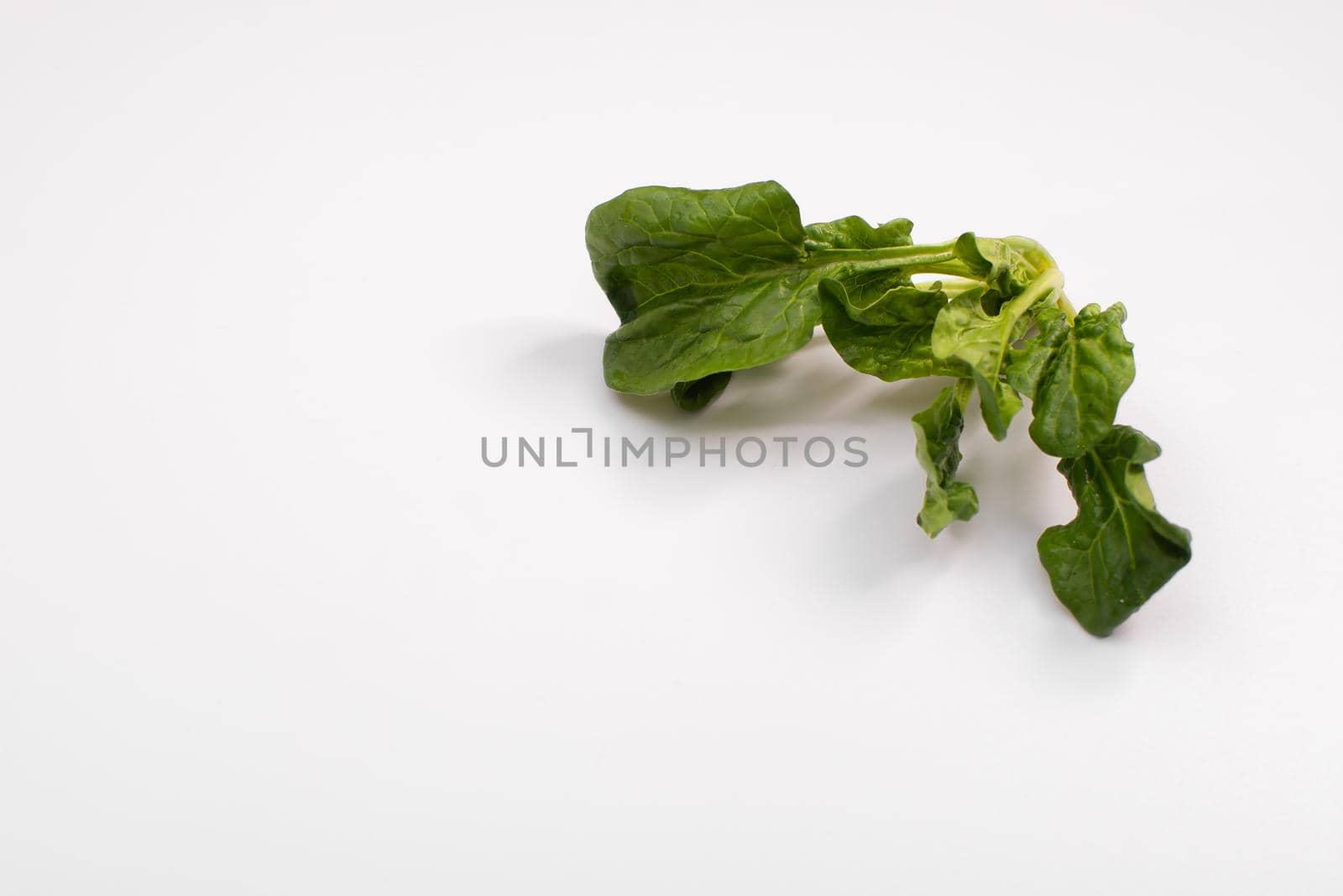 layout made of spinach. Food concept. on white background. mock up
