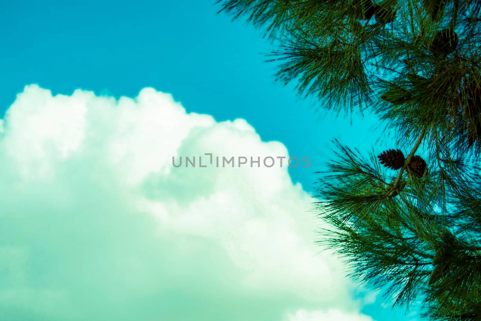 Sunny summer day. Front view.