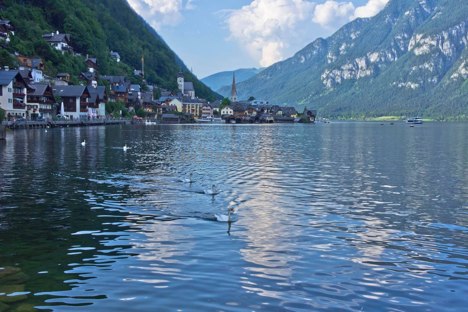 Hallstatt in Alps, Swans swimming in the lake, Austria