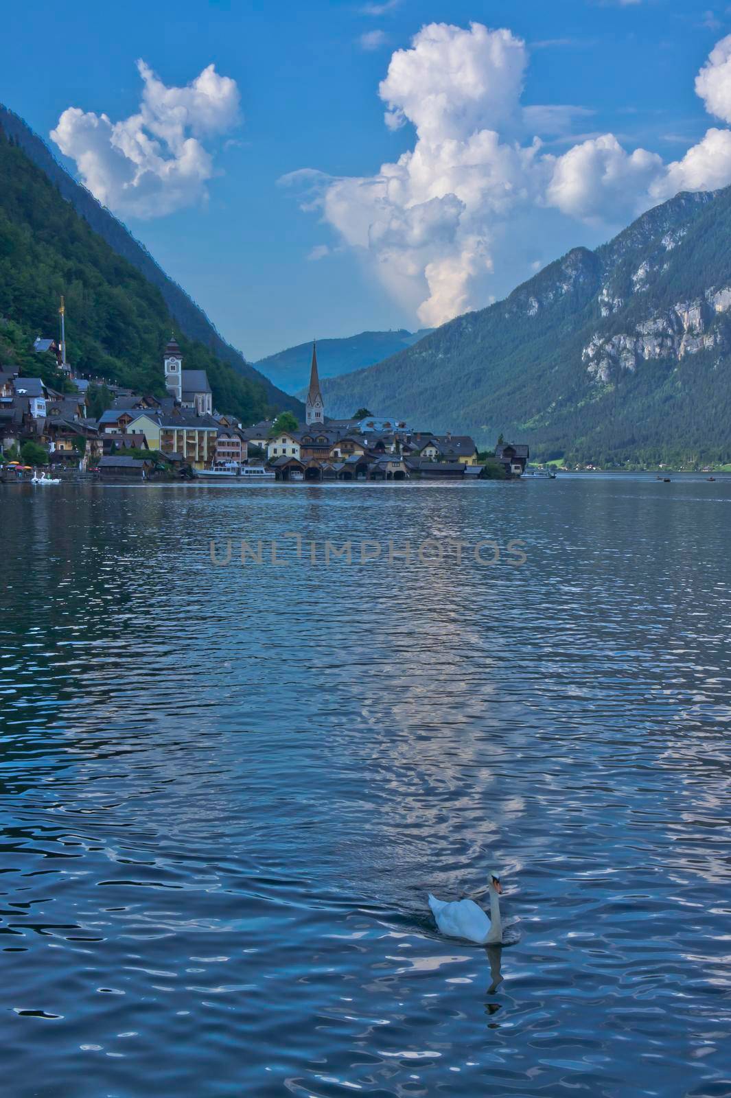 Hallstatt in Alps, Swans swimming in the lake, Austria