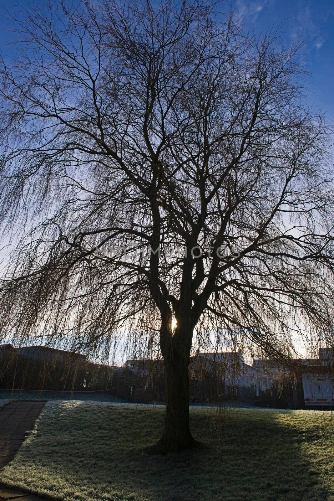Bare weeping willow tree salix babylonica silhouette in winter rural garden countryside landscape against blue sky background
