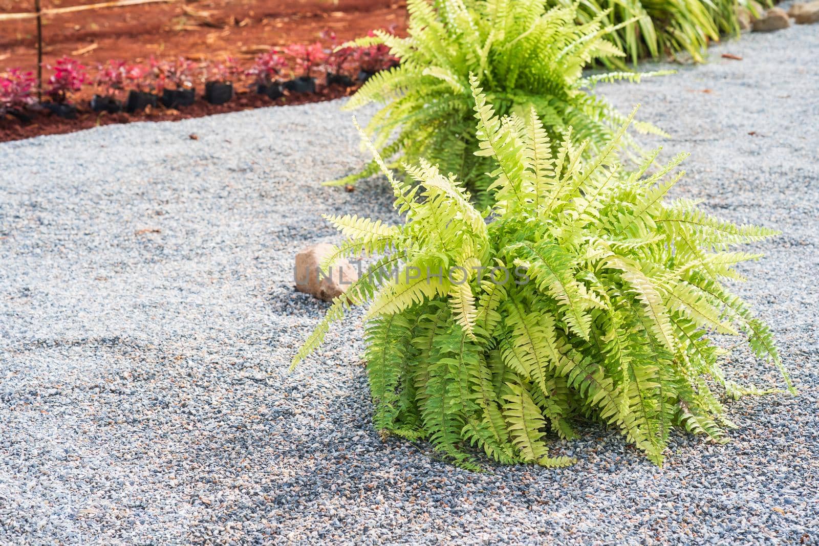 Fern plant on the pebble ground in garden