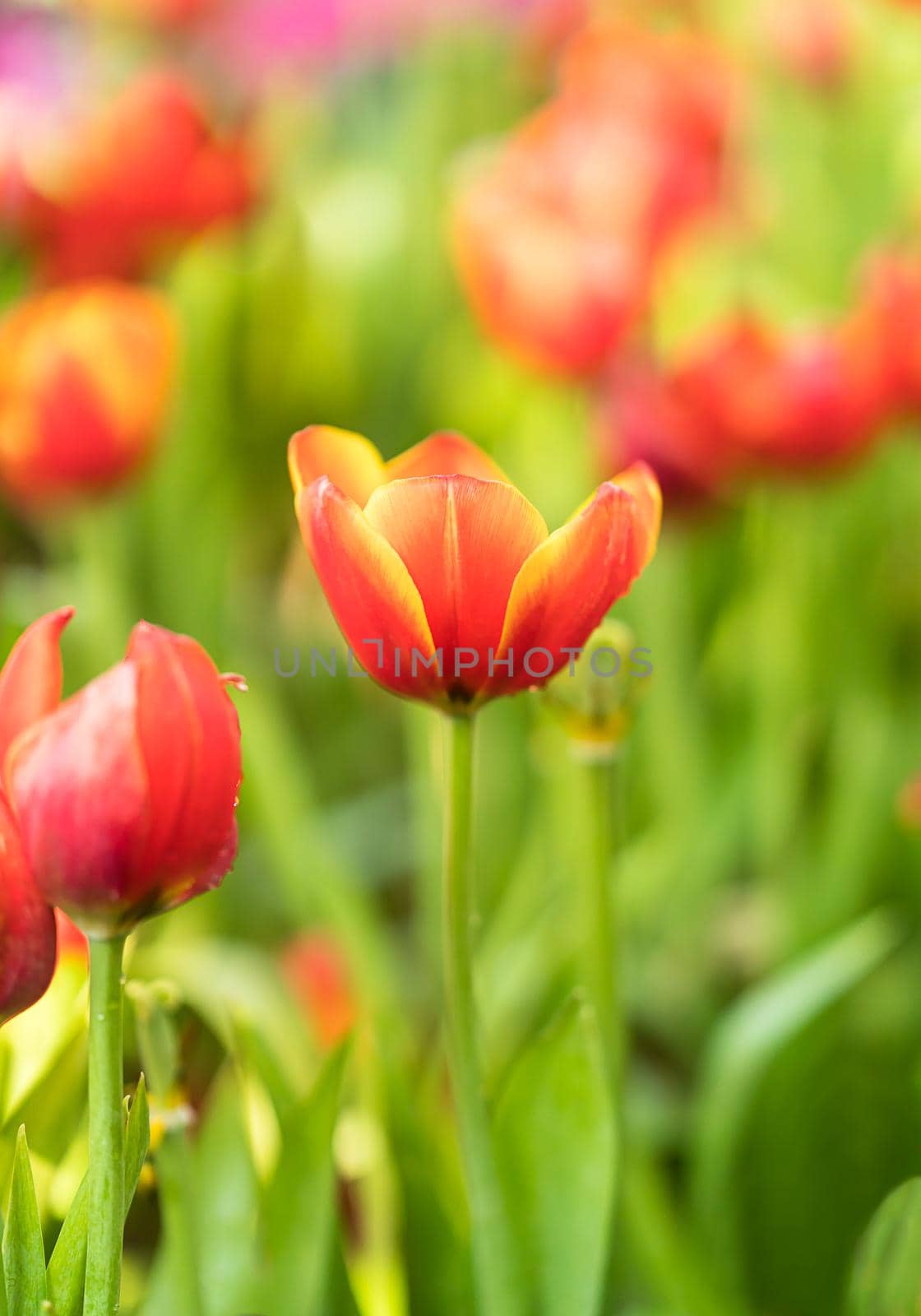 Close up red tulips blooming in the flower garden