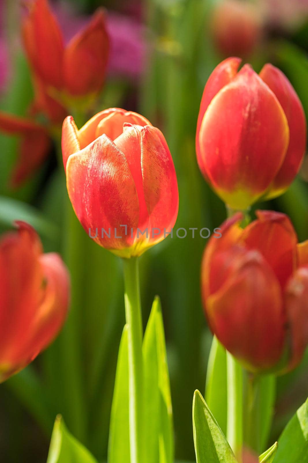Close up red tulips blooming in the flower garden