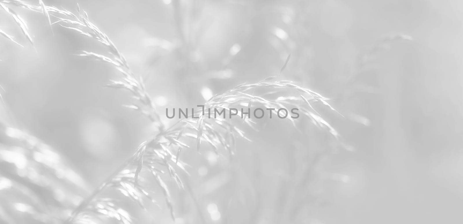Nature background. Soft focus image of wild grass on blurred nature background. Image in light gray tonality