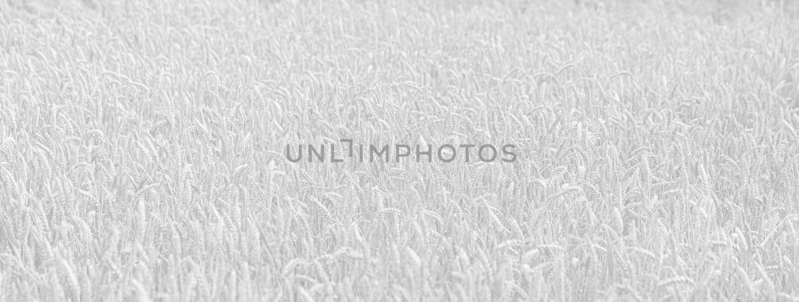 Wheat field. Golden wheat field at sunny day. Beautiful nature landscape. Image in light gray tonality