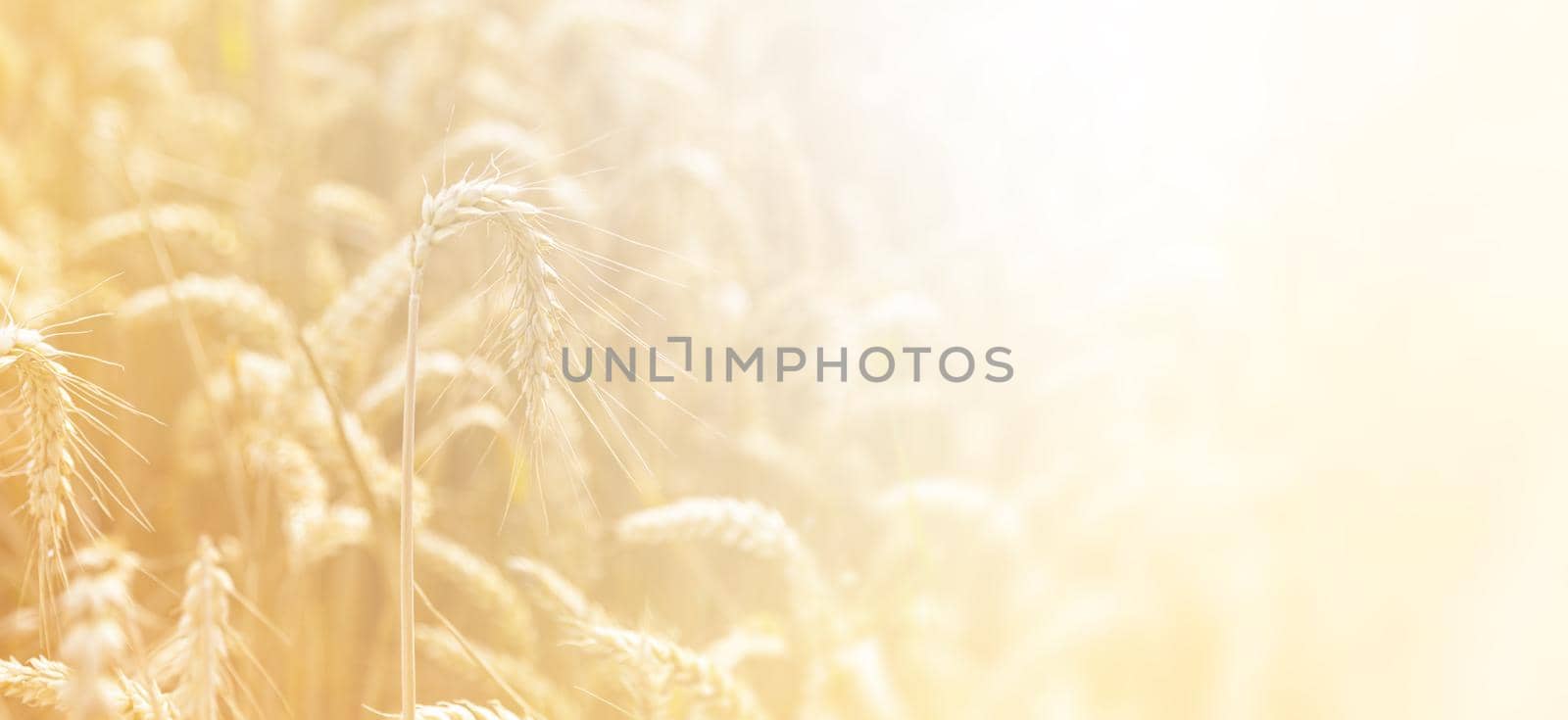 Wheat field. Golden wheat field at sunny day in sun light. Beautiful nature landscape.