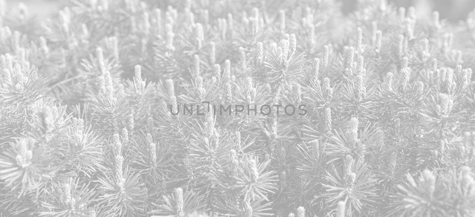 Nature background. Sprigs of pine in the spring. Young pine branch. Image in light gray tones.