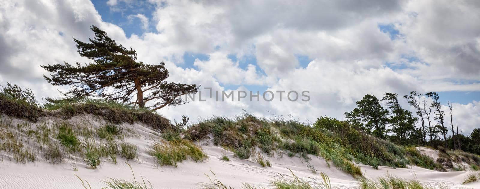Baltic sea coast near Liepaja, Latvia. Sand dunes with pine trees. Classical Baltic beach landscape. Wild nature
