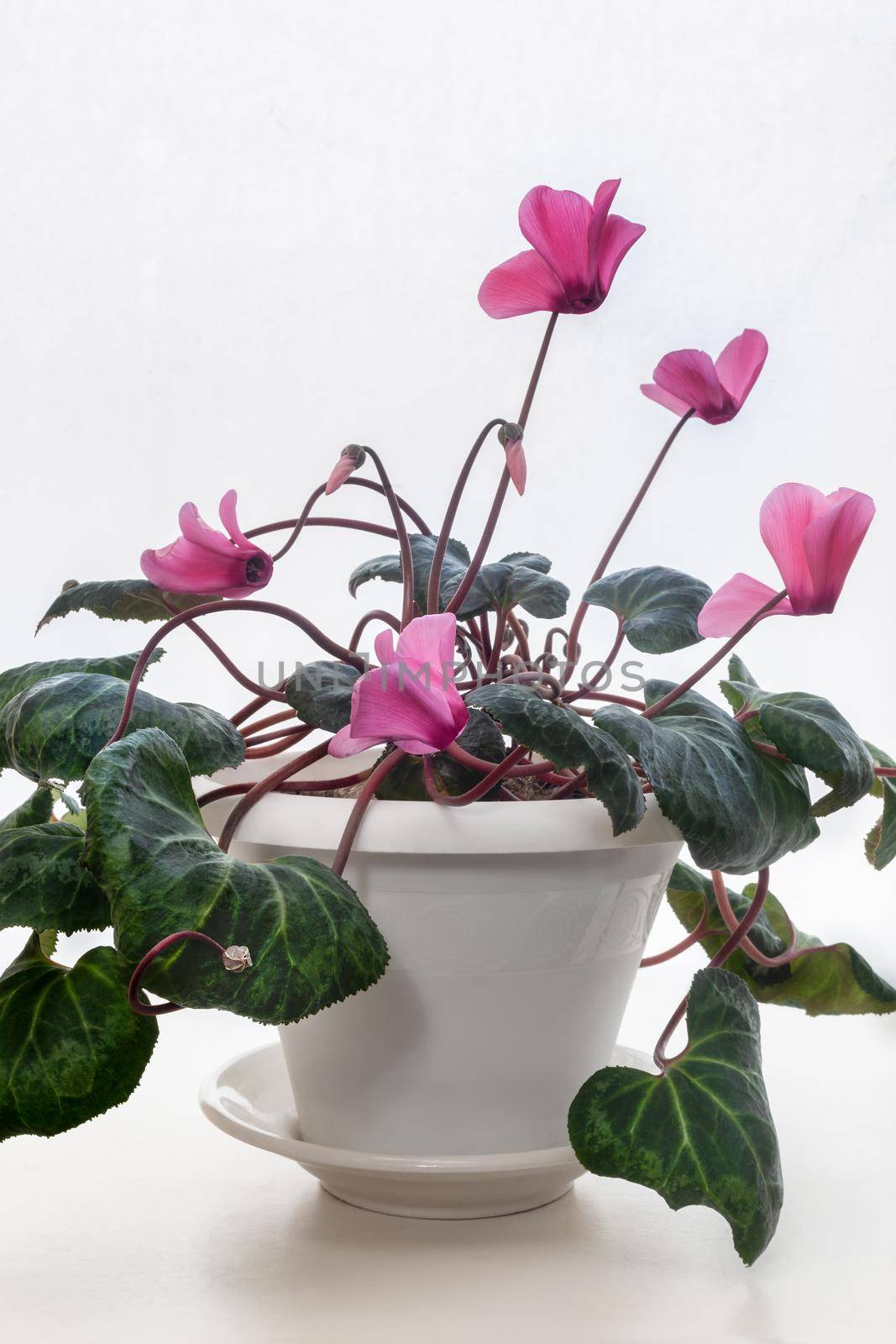 The indoor flower is cyclamen with bright pink flowers surrounded by green leaves on a light background. Front view, copy space