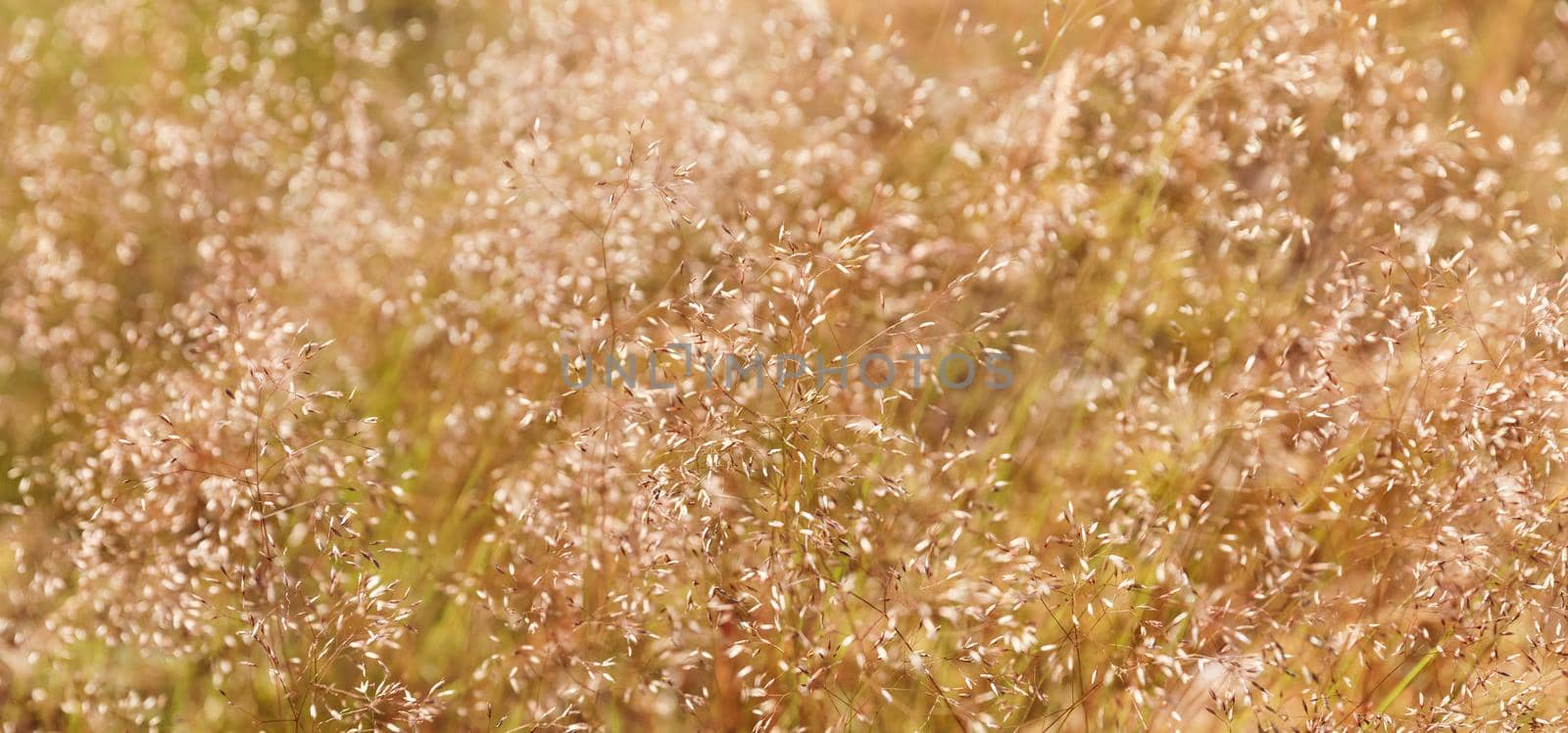 Beautiful close up dream forest background. Forest grass background. Abstract meadow background. Shallow DOF