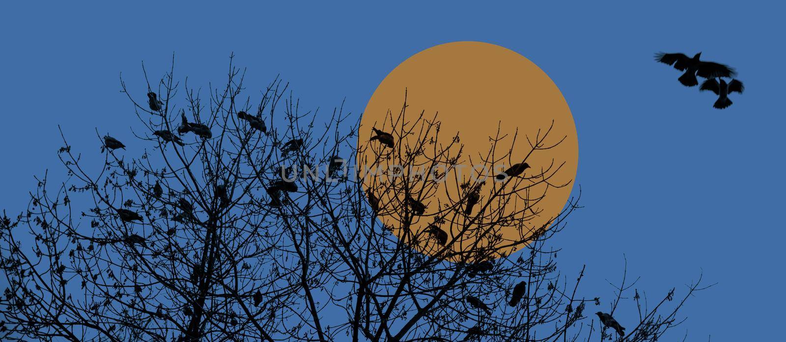 Silhouette of a crow on a tree. Ravens flock silhouette flying and sitting on trees
