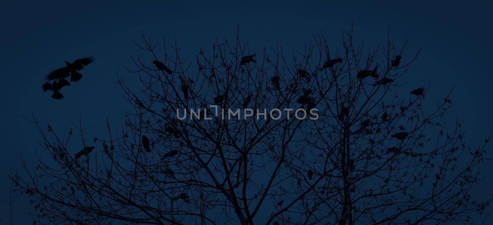 Silhouette of a crow on a tree by palinchak