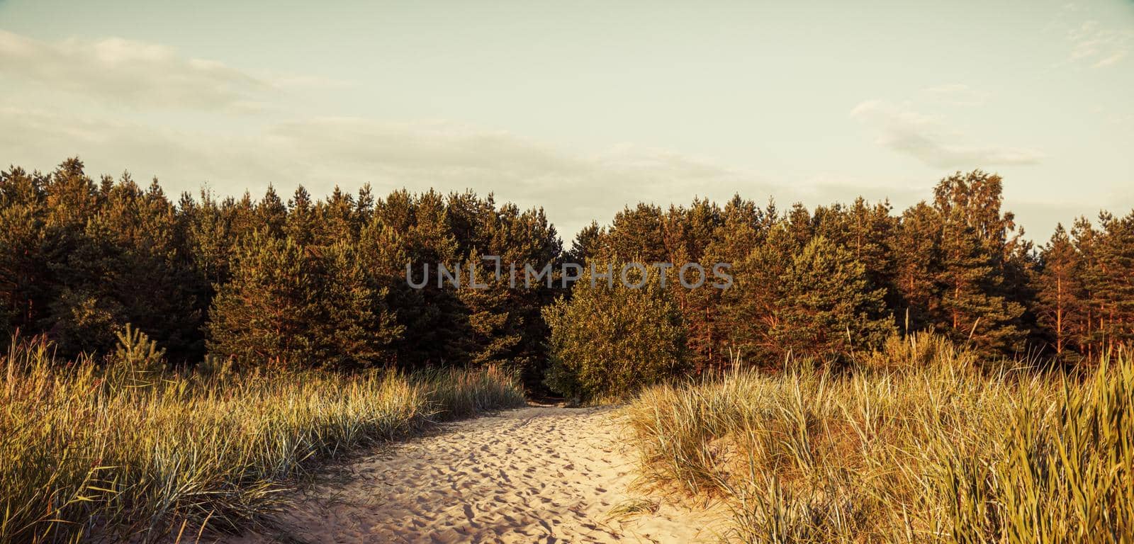 Pine trees in the forest by palinchak