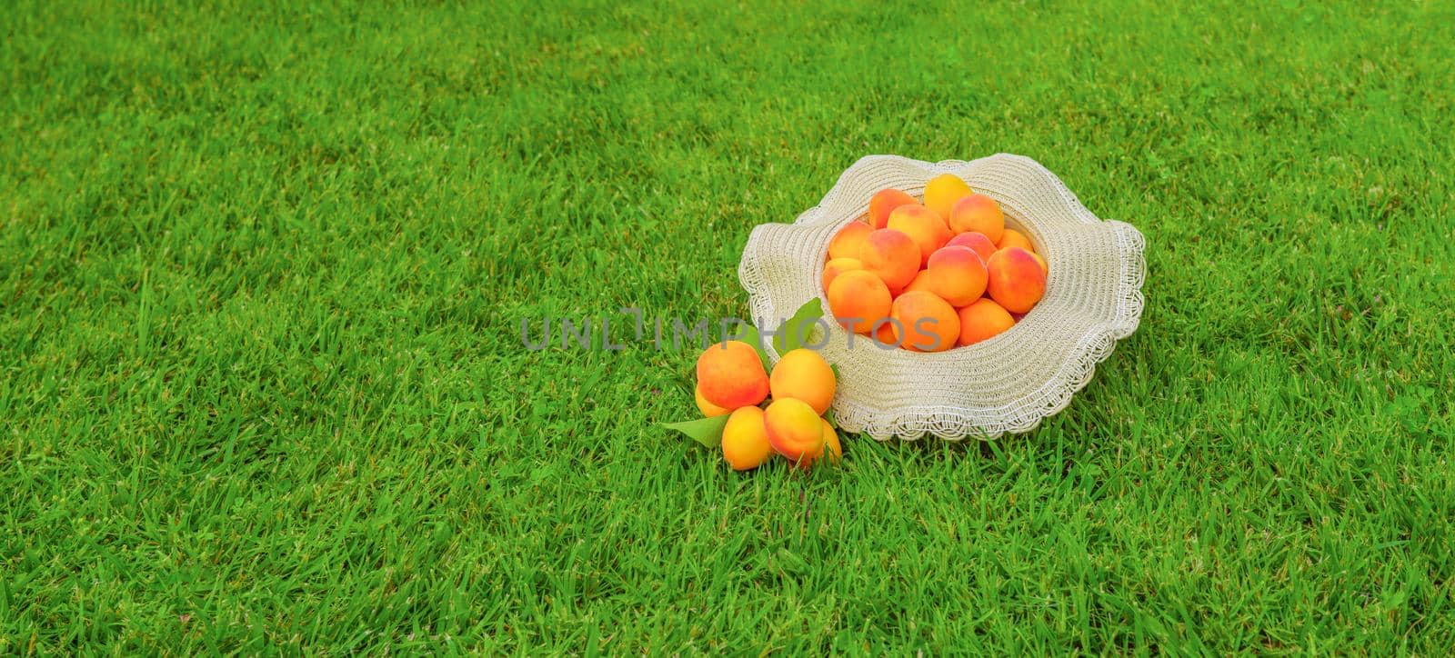 Banner freshly harvested apricots fruit on green grass background. Bunch of ripe organic apricots banner. Local produce harvest fruit concept. Clean eating healthy fruit summer dessert apricot orchard by synel