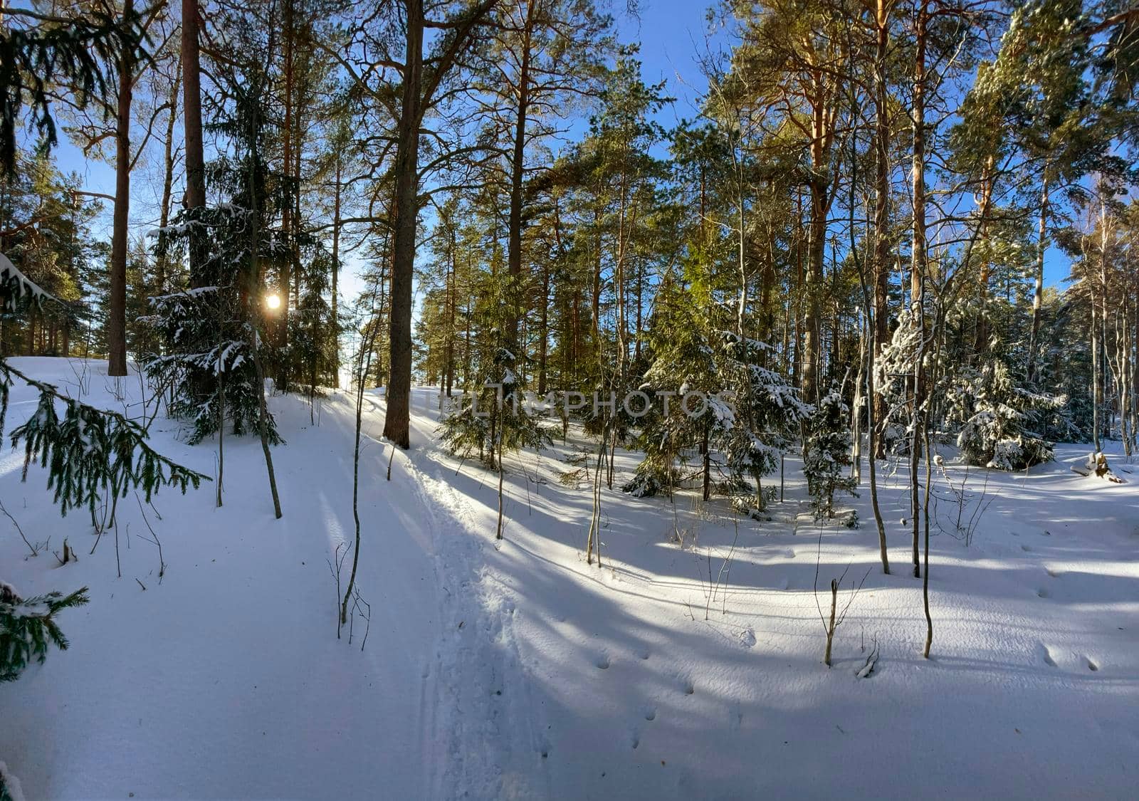 Panoramic view of winter wild park, long shadow of trunks of pine trees at frosty sunny weather, Green branches of trees. High quality photo