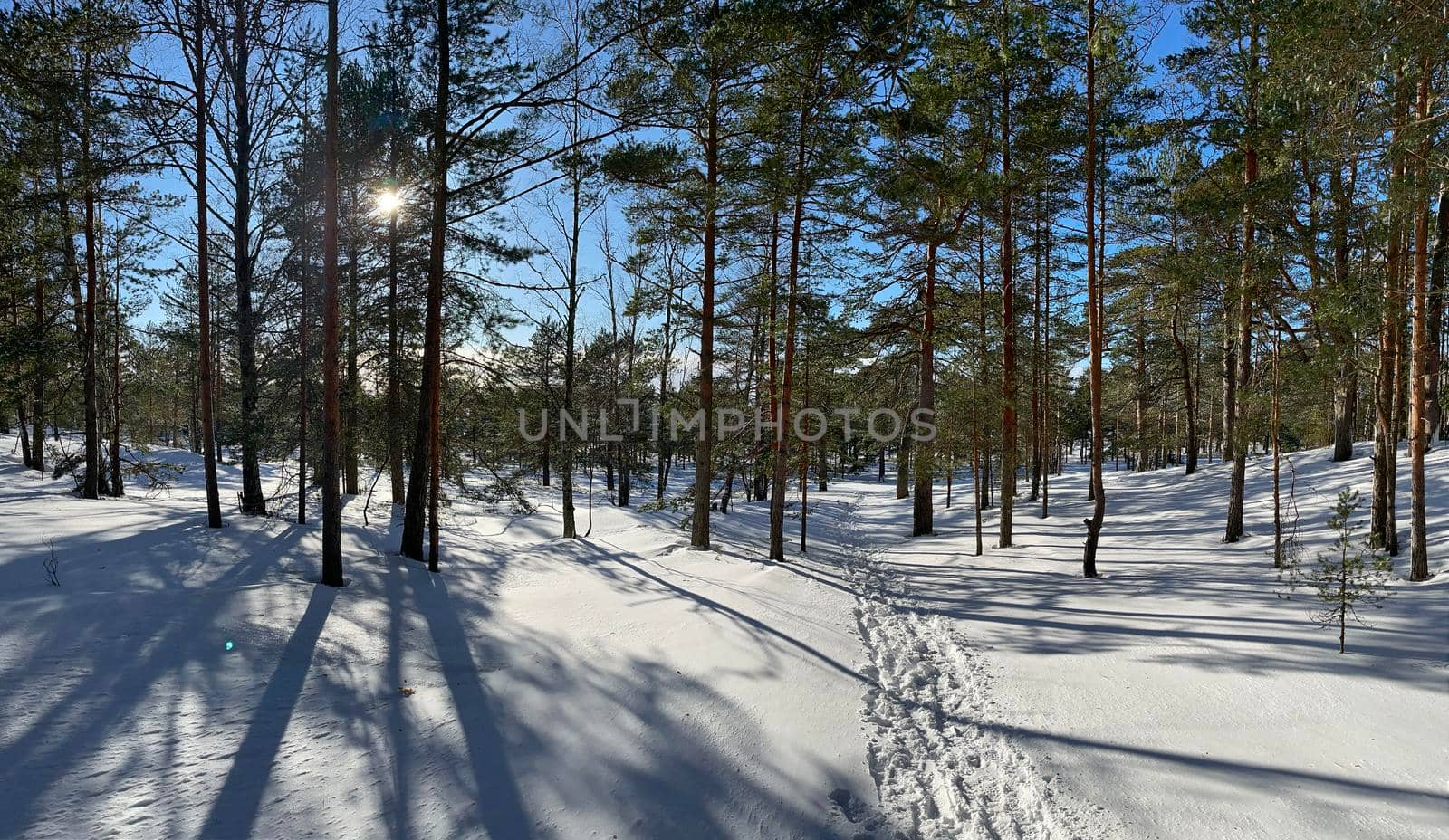 Panoramic view of winter wild park, long shadow of trunks of pine trees at frosty sunny weather, Green branches of trees. High quality photo
