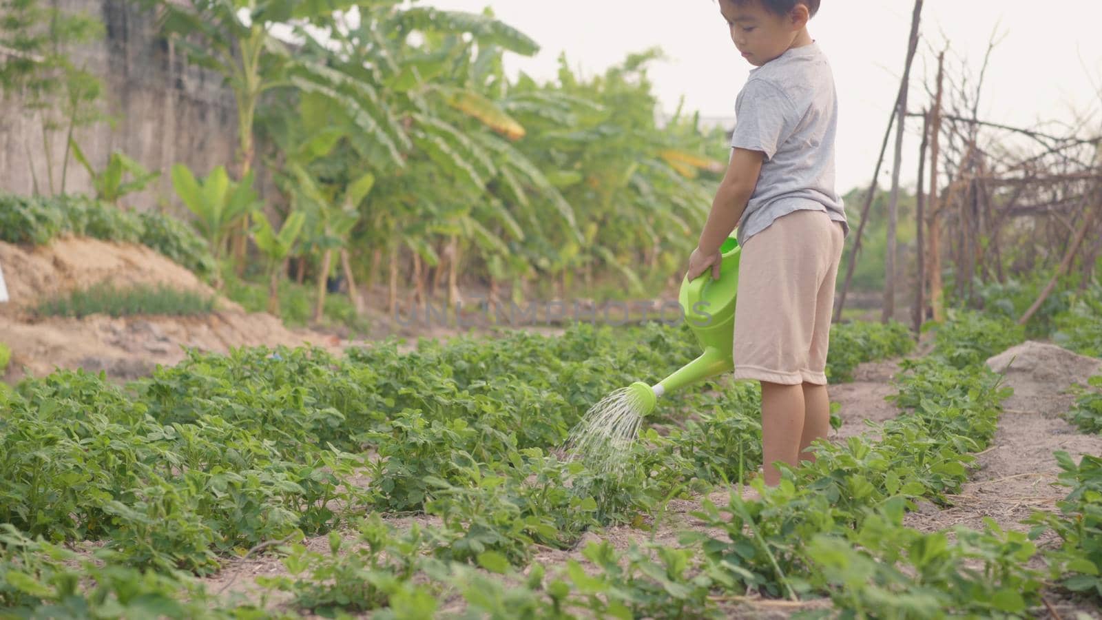 Asian little child boy preschool growing to learn watering the plant tree outside. Kid planting and waters vegetables on garden, Forestry environments concept. Slow motion from 60fps