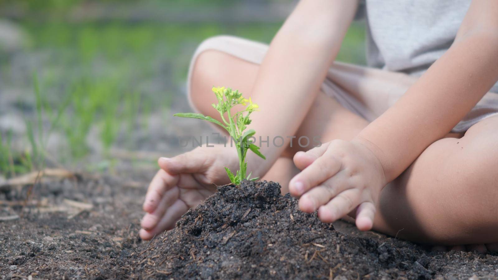 Little kid hand planting seedlings growing tree in soil on garden. Child plant young tree by hand for growth in the morning. Forestry environments ecology Earth Day and New Life concept. slow motion