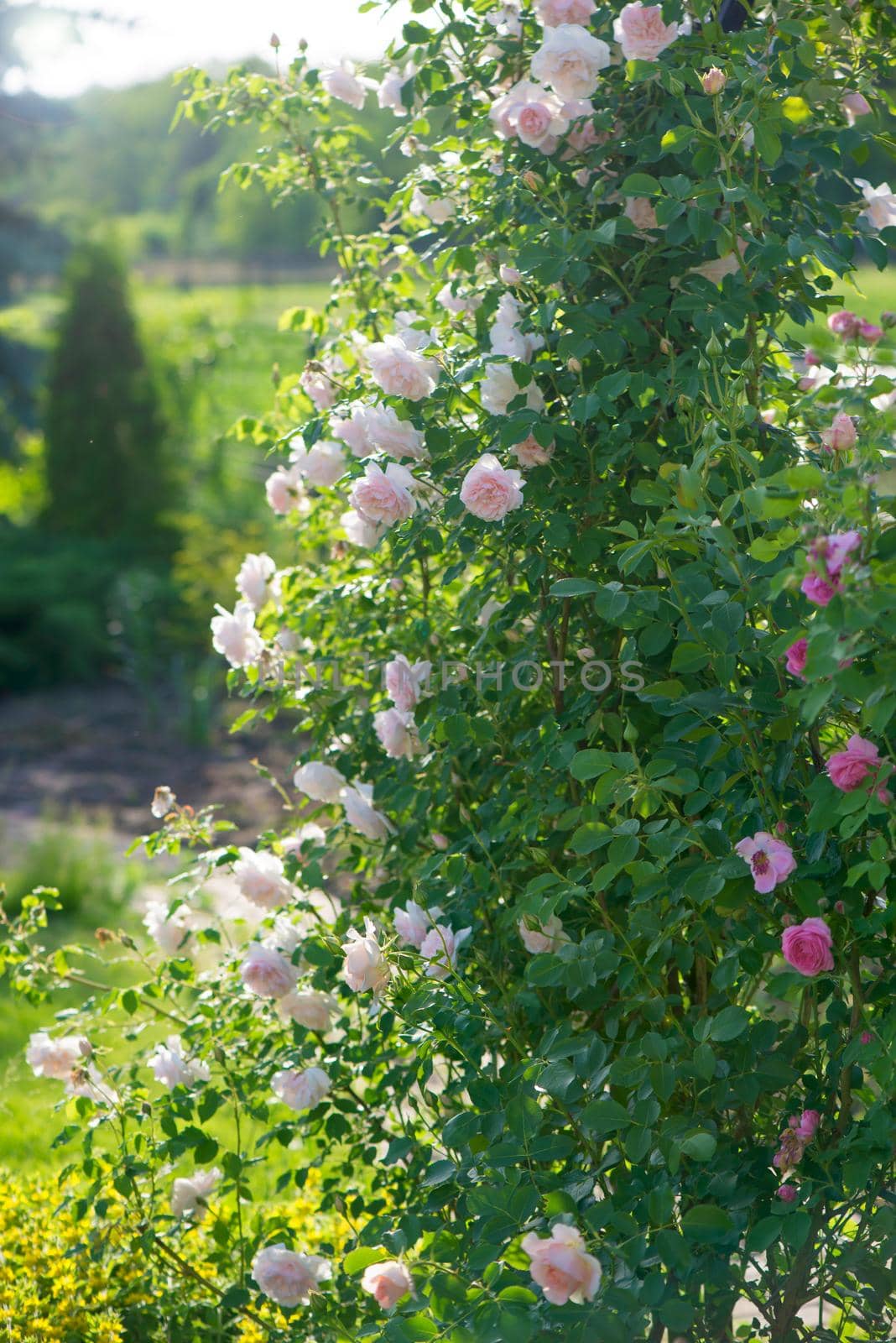 Rose flower bloom in roses garden on blurry roses background