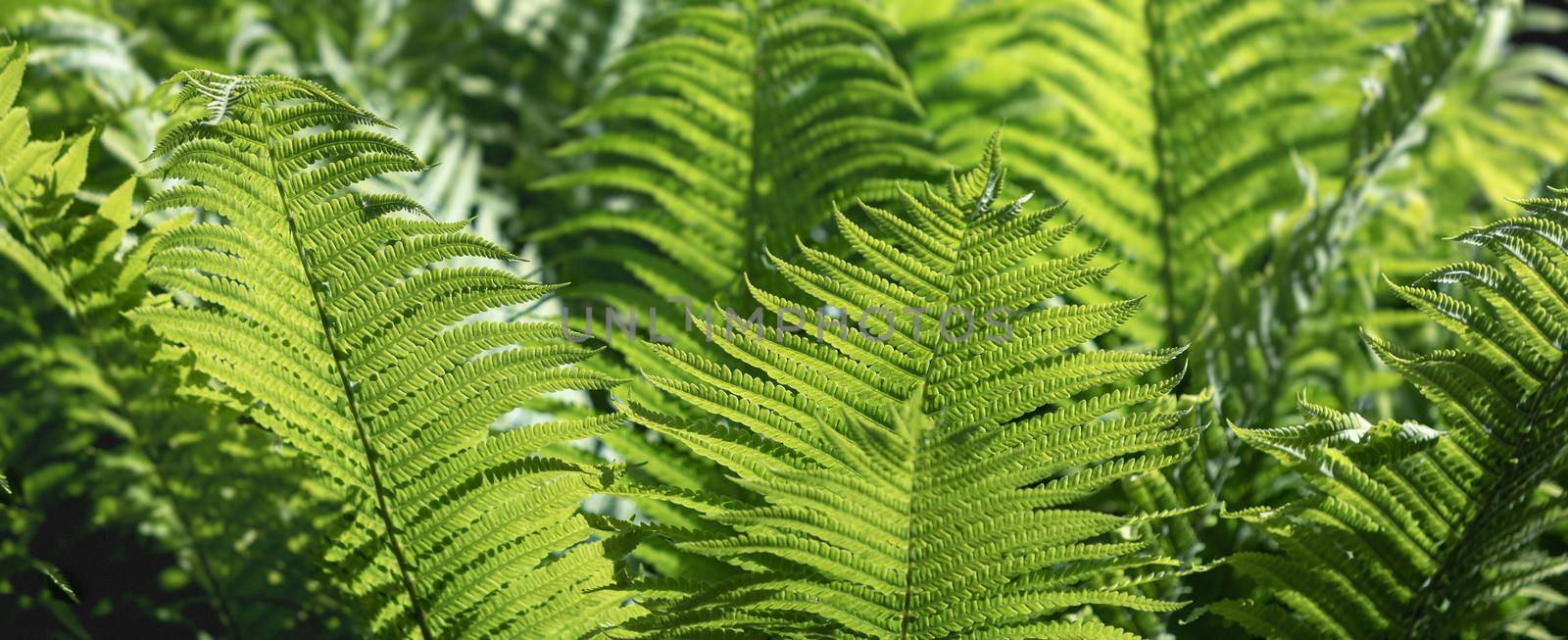 Natural floral fern background in sunlight. Perfect natural fern pattern.  Green ferns in garden. Natural texture.