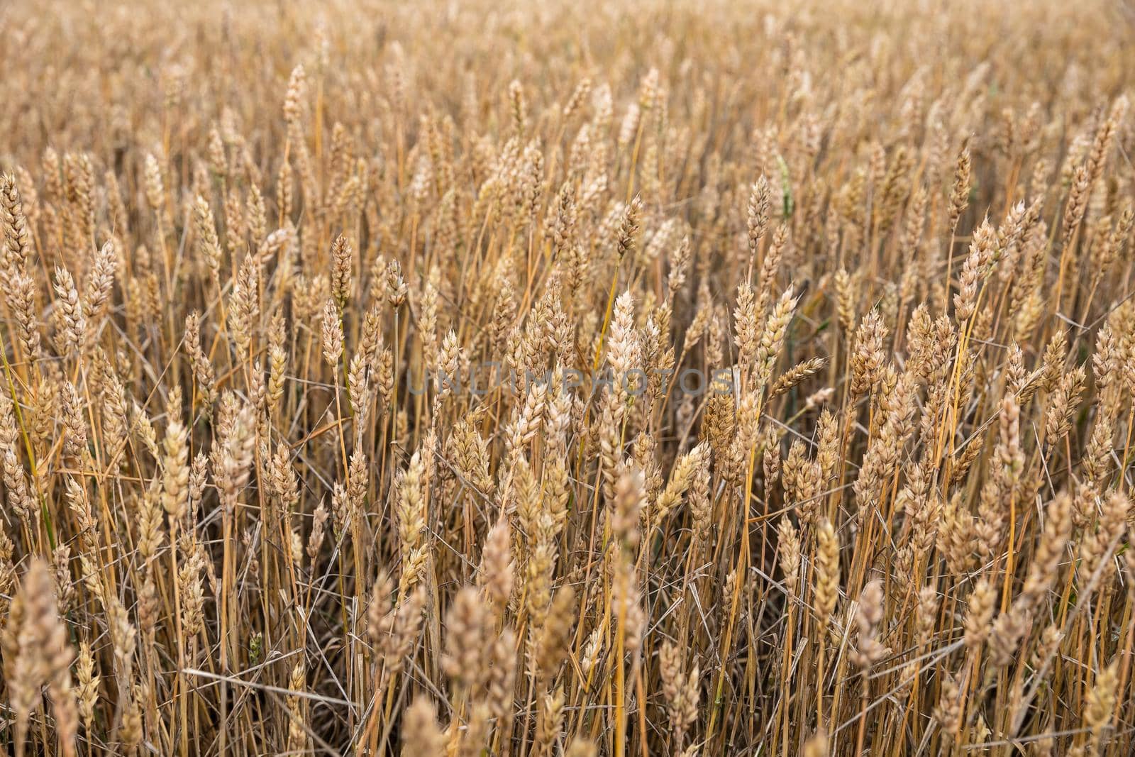 Wheat field ears. Shallow depth nature background