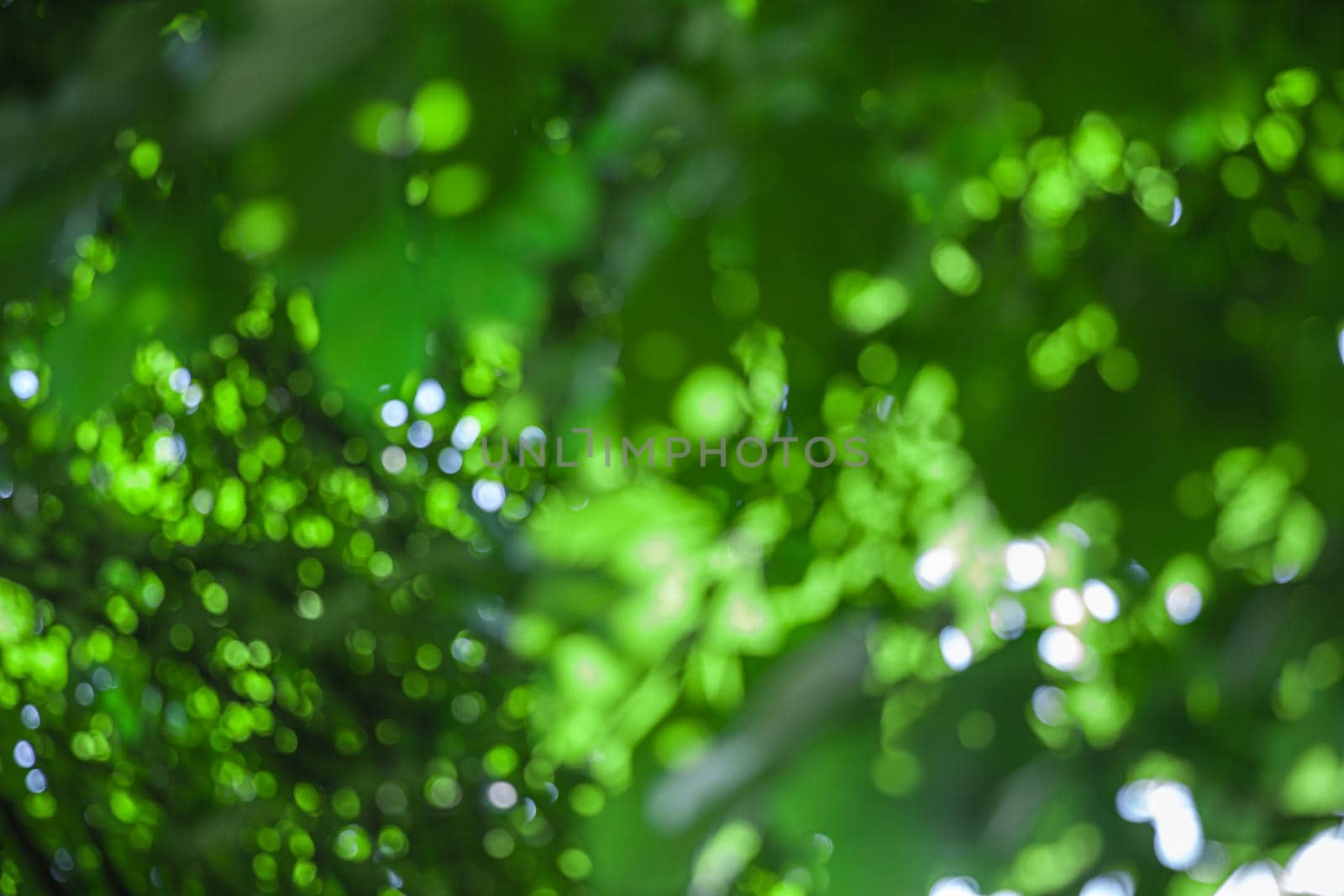 Nature abstract background. Defocused bokeh background. Natural blurred background with trees, leaves and glare of sunlight