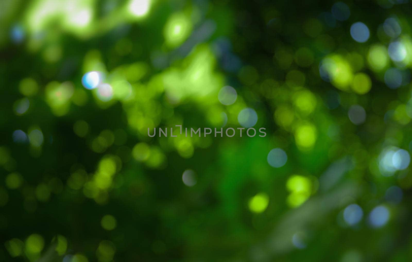 Nature abstract background. Defocused bokeh background. Natural blurred background with trees, leaves and glare of sunlight