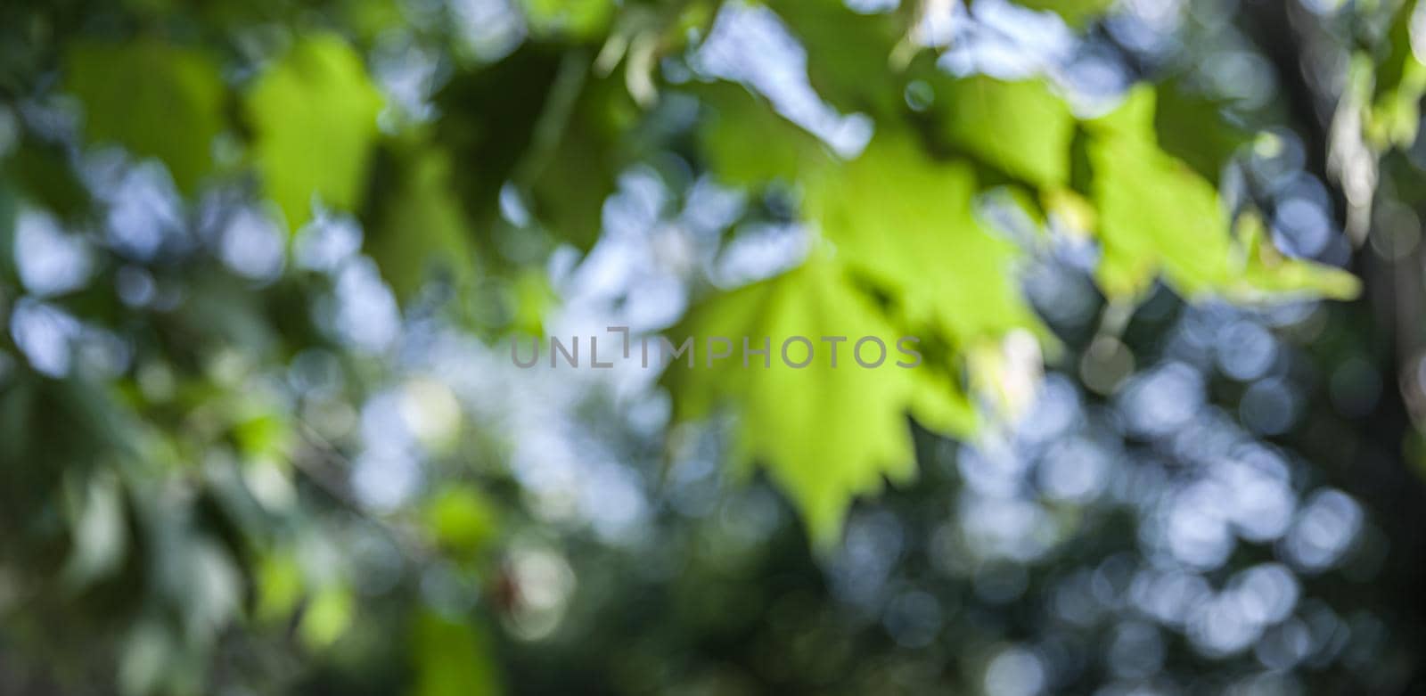 Nature abstract background. Defocused bokeh background. Natural blurred background with trees, leaves and glare of sunlight