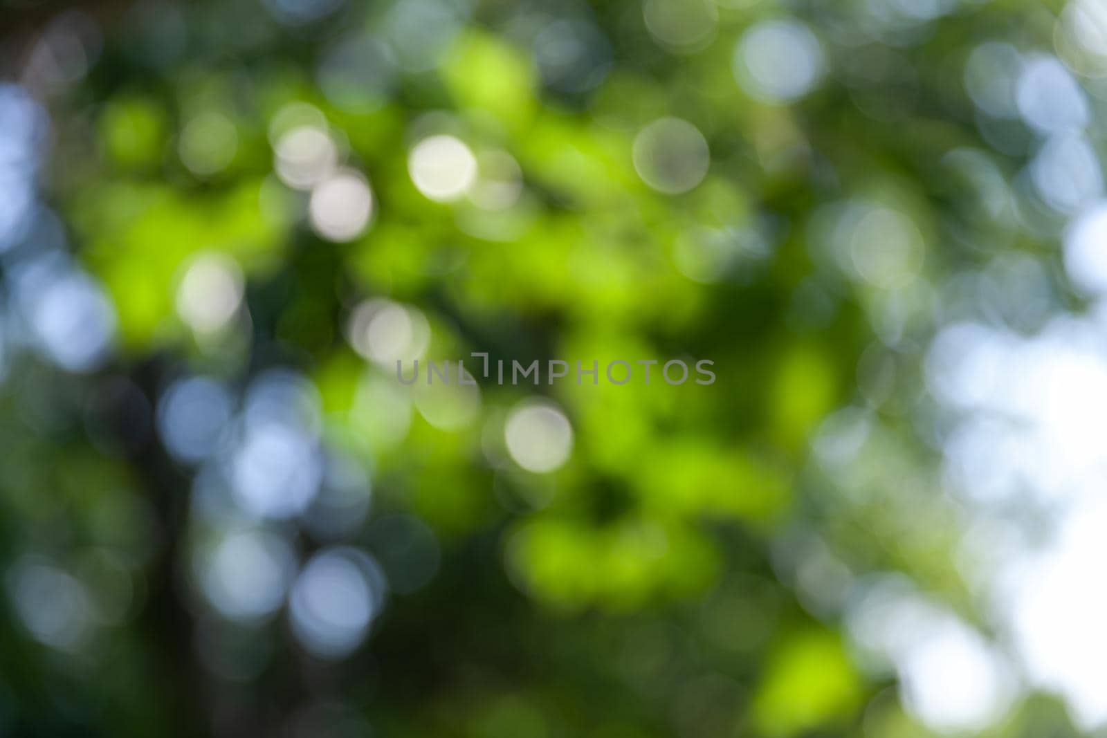 Nature abstract background. Defocused bokeh background. Natural blurred background with trees, leaves and glare of sunlight