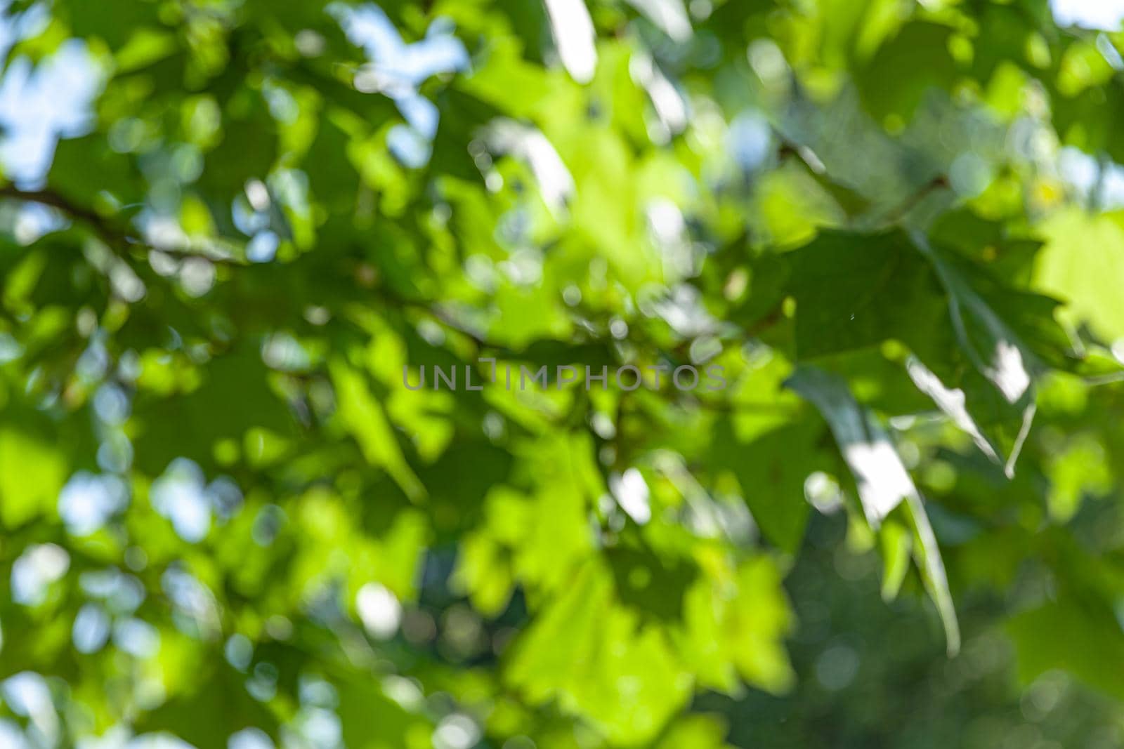 Nature abstract background. Defocused bokeh background. Natural blurred background with trees, leaves and glare of sunlight