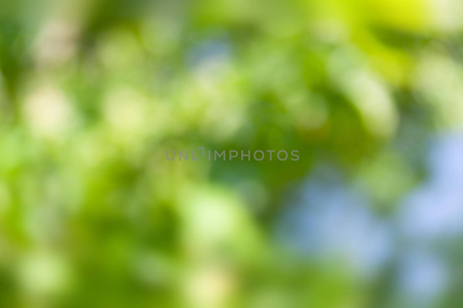 Nature abstract background. Defocused bokeh background. Natural blurred background with trees, leaves and glare of sunlight