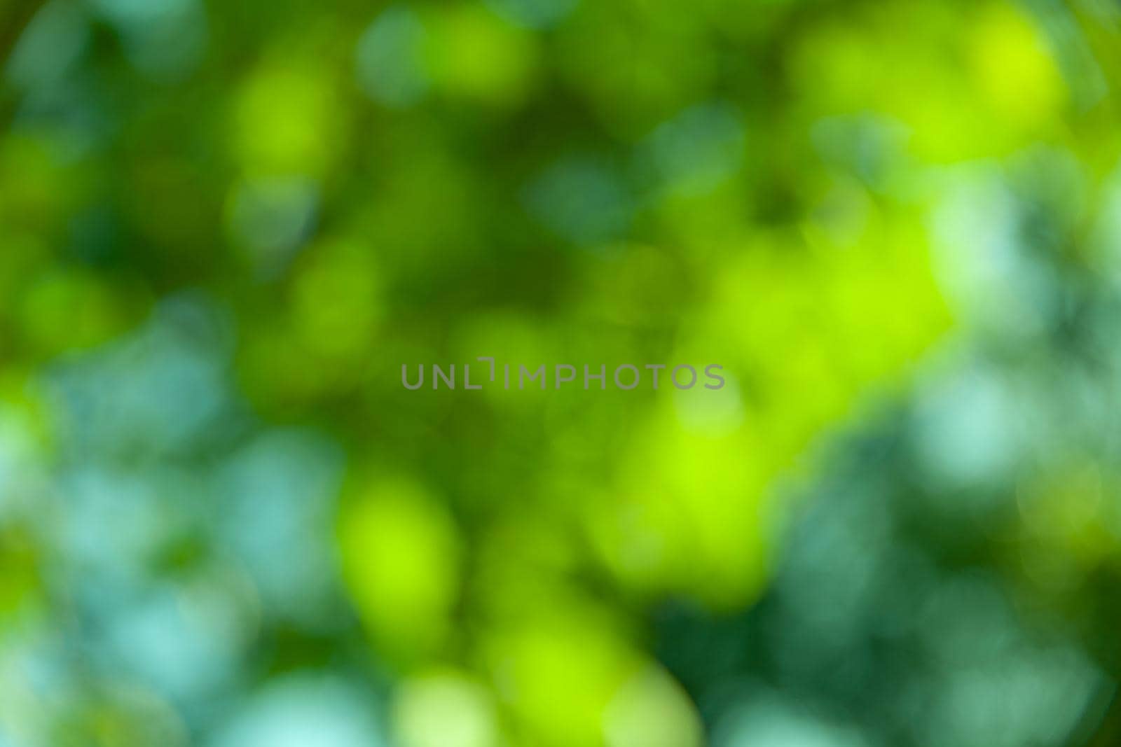 Nature abstract background. Defocused bokeh background. Natural blurred background with trees, leaves and glare of sunlight